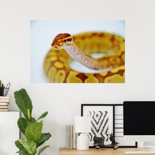 Gelber Ball Python Head Poster (Heimbüro)