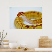 Gelber Ball Python Head Poster (Küche)