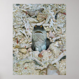 Gelber Barred Jawfish Emerging Poster