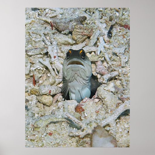 Gelber Barred Jawfish Emerging Poster (Vorne)