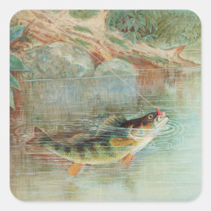 Gelber Barsch von S.A. Kilbourne, Vintage Fisch Quadratischer Aufkleber
