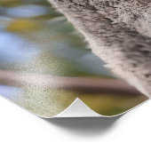 gelber, blühender Wattbaum mit Koala, Fotodruck (Ecke)