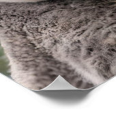 gelber, blühender Wattbaum mit Koala, Poster (Ecke)