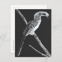 Gelber Buchenbarsch, Kalahari