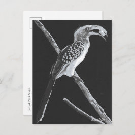 Gelber Buchenbarsch, Kalahari Postkarte