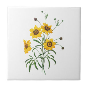 Gelber Coreopsis Elegans durch Pierre Joseph Fliese