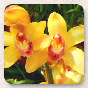 Gelber Cymbidium Orchid HartplastikUntersetzer Getränkeuntersetzer