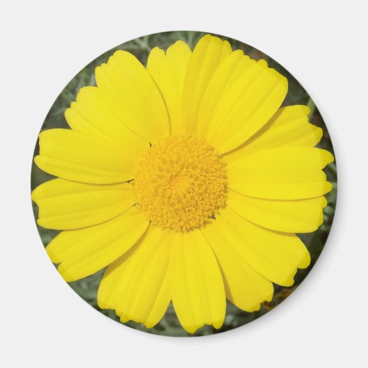 Gelber Daisy-Magnet Magnet (Vorne)