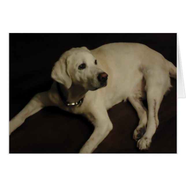 Gelber englischer Labrador (Vorderseite (Horizontal))