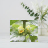 Gelber Erzengel - Lamium galeobdolon Postkarte (Stehend Vorderseite)