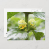 Gelber Erzengel - Lamium galeobdolon Postkarte (Vorne/Hinten)