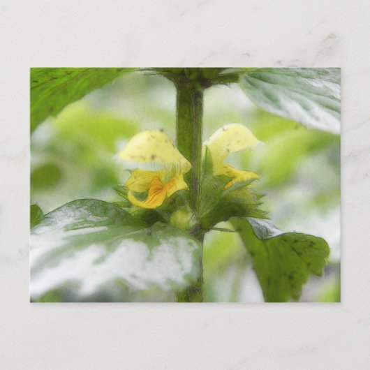 Gelber Erzengel - Lamium galeobdolon Postkarte (Vorderseite)