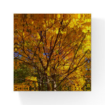 Gelber Fall Foliage