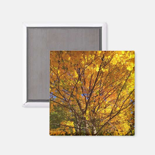 Gelber Fall Foliage Magnet (Vorderseite/Rückseite)