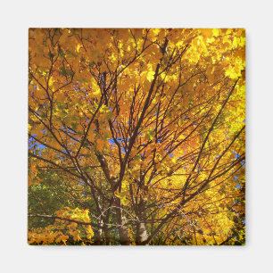 Gelber Fall Foliage Magnet