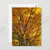 Gelber Fall Foliage Postkarte (Vorne/Hinten)