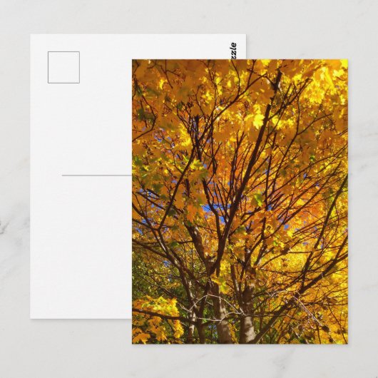 Gelber Fall Foliage Postkarte (Vorne/Hinten)