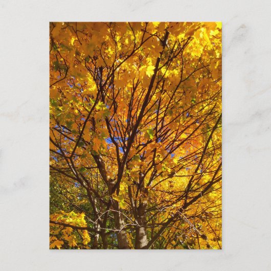 Gelber Fall Foliage Postkarte (Vorderseite)
