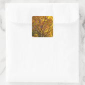 Gelber Fall Foliage Quadratischer Aufkleber (Tasche)
