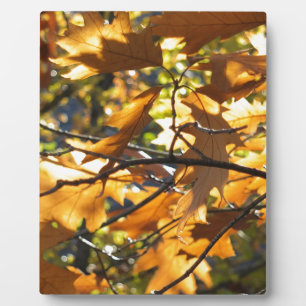 Gelber Fall Fotoplatte