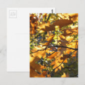 Gelber Fall Postkarte (Vorne/Hinten)
