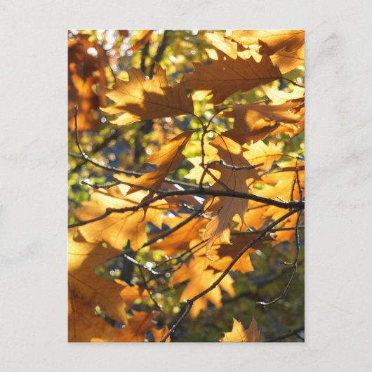 Gelber Fall Postkarte (Vorderseite)