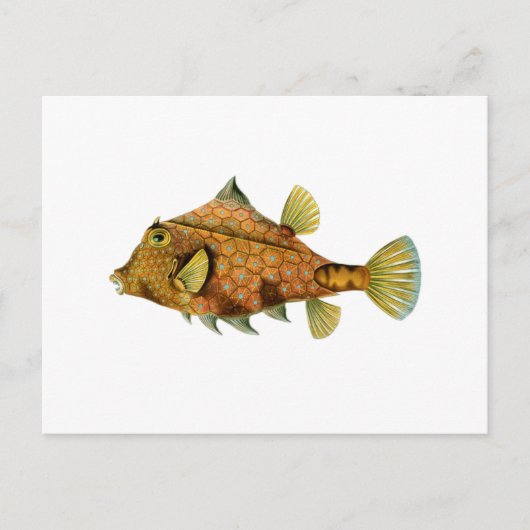 Gelber Fisch Postkarte (Vorderseite)