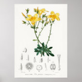 Gelber Flachs (Linum glandulosum) Poster (Vorne)