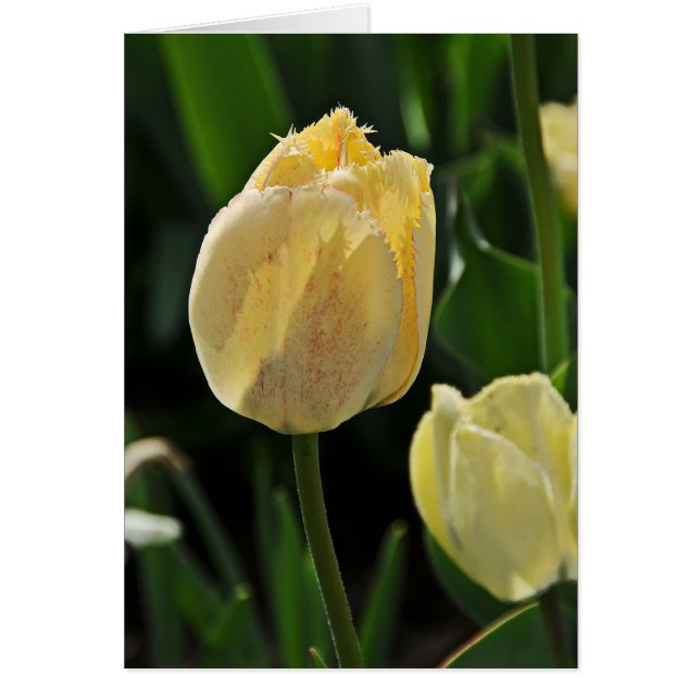Gelber Fringer Tulip (Vorne)