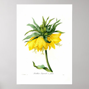 Gelber Fritillary Poster