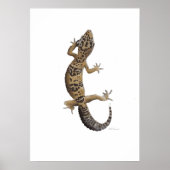 Gelber Gecko Poster (Vorne)