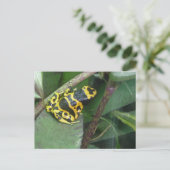 Gelber Gift-Arrow-Frosch Postkarte (Stehend Vorderseite)