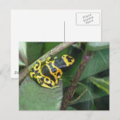Gelber Gift-Arrow-Frosch Postkarte (Vorne/Hinten)