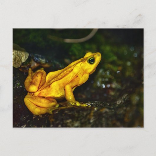 Gelber Goldener Giftfrosch Postkarte (Vorderseite)