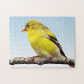 Gelber Goldfinch-Vogel auf blauem Puzzlespiel Puzzle (Horizontal)