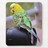 Gelber, grüner und blauer Exotic Bird auf Kamerasy Mousepad (Vorne)