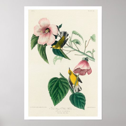 Gelber Halbblüter von Audubon Poster (Vorne)
