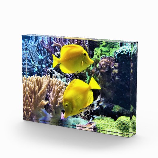 Gelber Hawaiianfisch Fotoblock (Rechts)