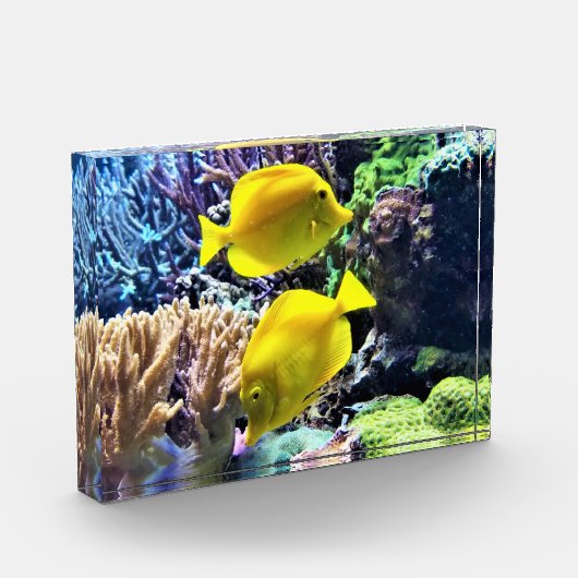 Gelber Hawaiianfisch Fotoblock (Links)