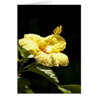 Gelber Hibiskus
