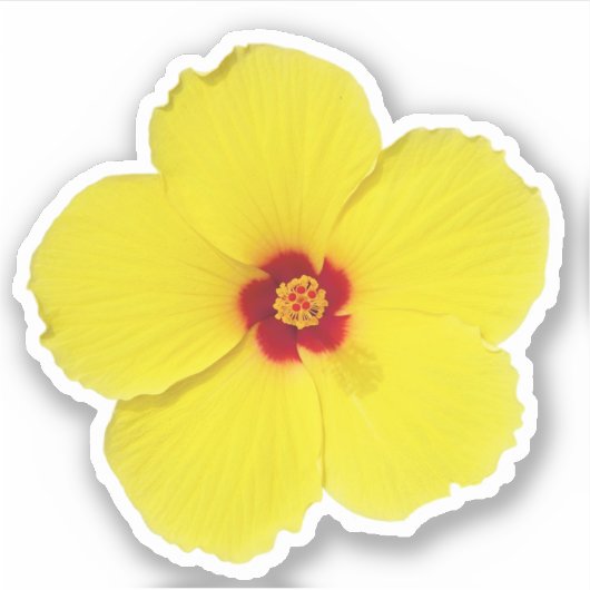 Gelber Hibiskus Blume Art Aufkleber (Vorderseite)