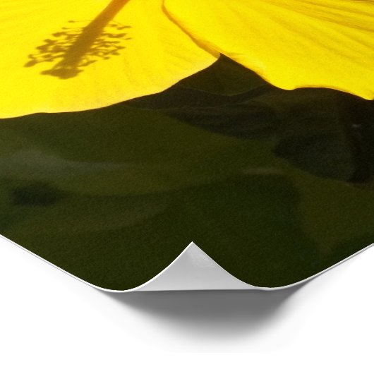 Gelber Hibiskus Blume Klein Poster (Ecke)