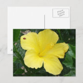 Gelber Hibiskus Blume Postkarte (Vorne/Hinten)