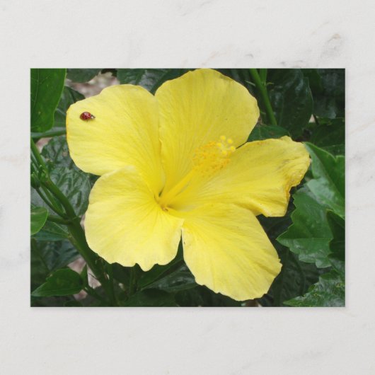 Gelber Hibiskus Blume Postkarte (Vorderseite)