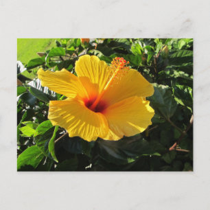 Gelber Hibiskus Blume Postkarte