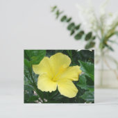 Gelber Hibiskus Blume Postkarte (Stehend Vorderseite)