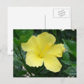 Gelber Hibiskus Blume Postkarte (Vorne/Hinten)