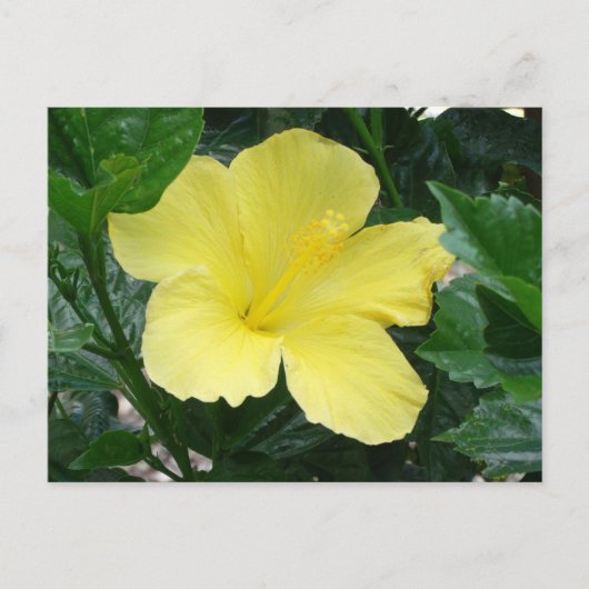 Gelber Hibiskus Blume Postkarte (Vorderseite)
