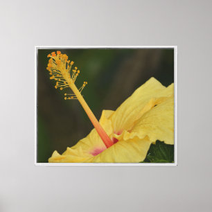Gelber Hibiskus Kauai (Fotografie von mir) Leinwanddruck