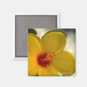 Gelber Hibiskus Magnet (Vorderseite/Rückseite)
